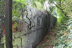 Inner Wall Fence on Klemkestrasse