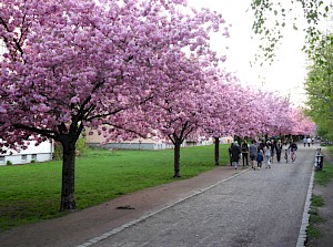 Kirschblütenallee Lohmühlenufer